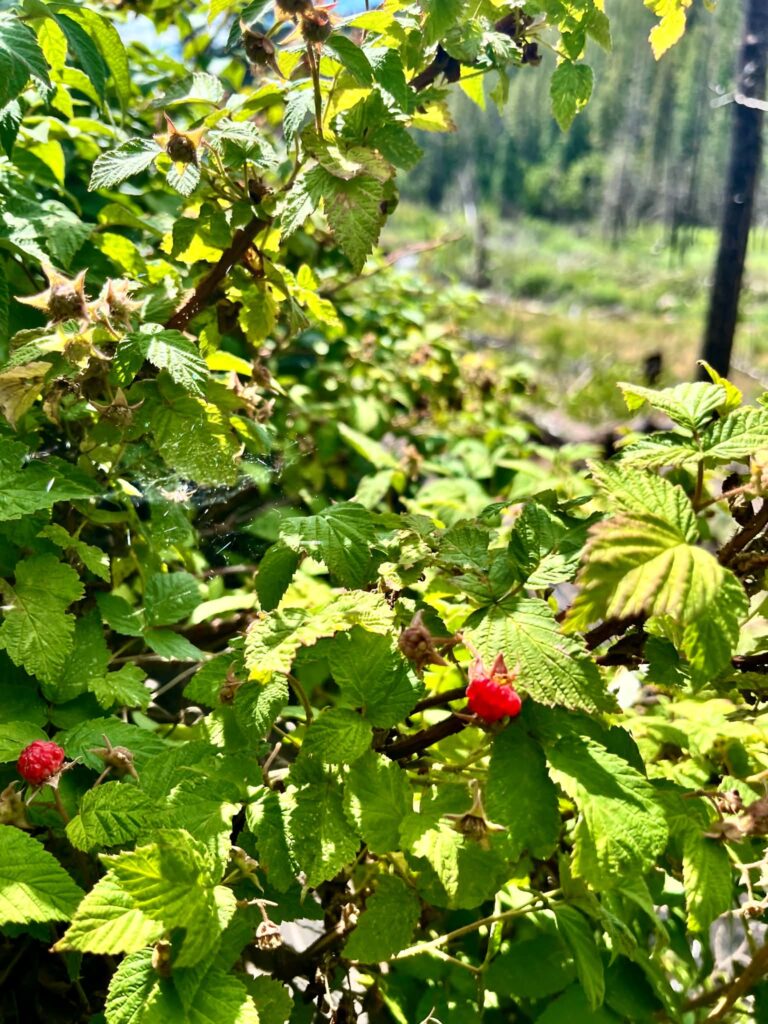Beauty from Ashes… But Did You Ask for the Fire? A Story of Wild Raspberries and Real Gratitude